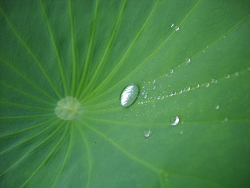 Loto Nelumbo 